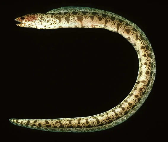 Randall's moray (Gymnothorax randalli)