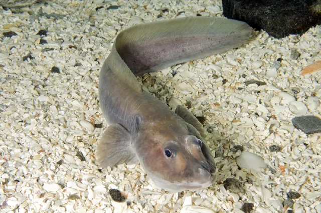 Longear eelpout (Lycodes seminudus)