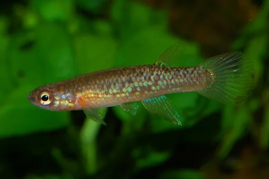 Laimosemion torrenticola