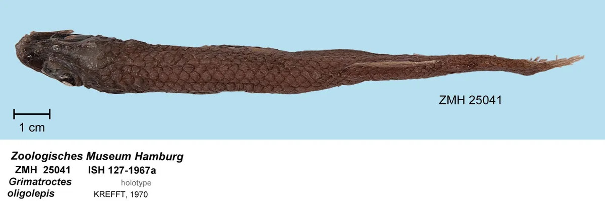 Bathytroctes oligolepis