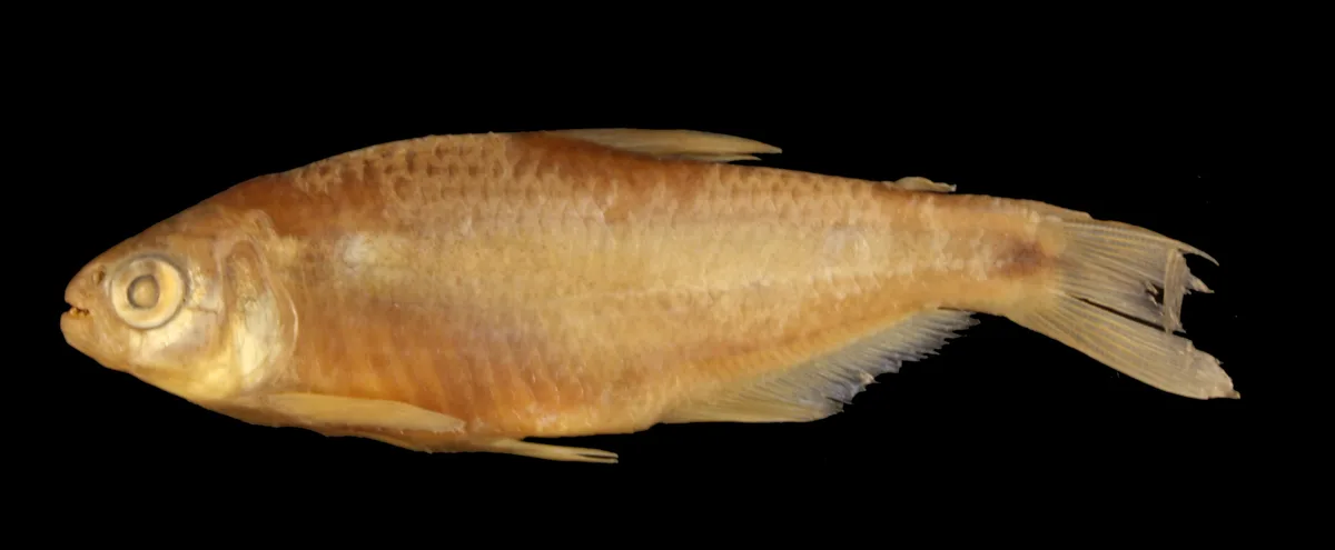 Bryconamericus guaytarae