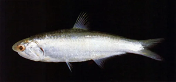 Chefoo thryssa (Thrissina chefuensis)