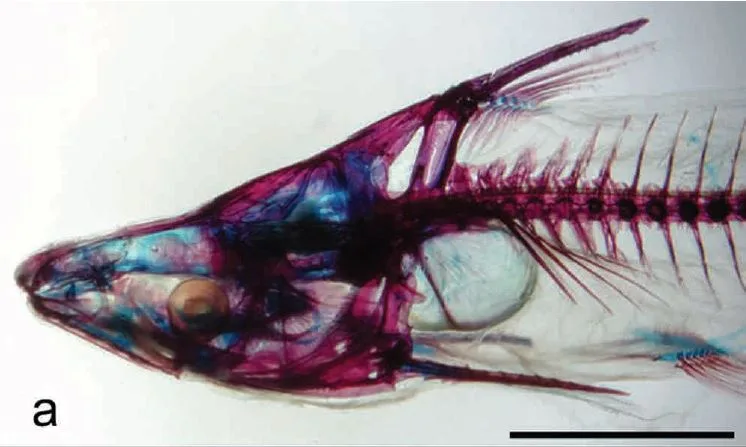 Tympanopleura piperata