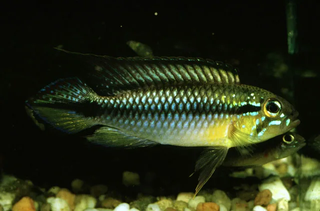 Mottled Dwarf Cichlid (Apistogramma gephyra)