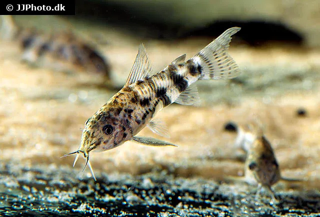 Sailfin corydoras (Scleromystax macropterus)