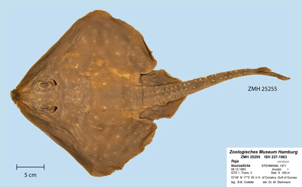Whitedappled skate (Leucoraja leucosticta)