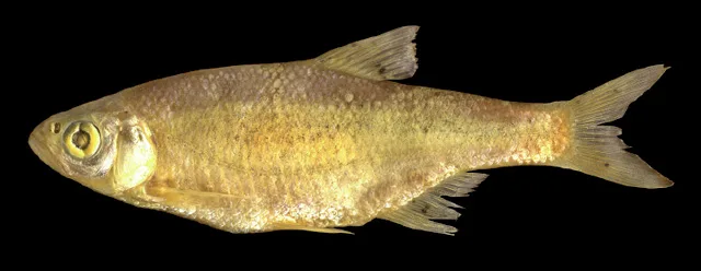 Alburnoides varentsovi