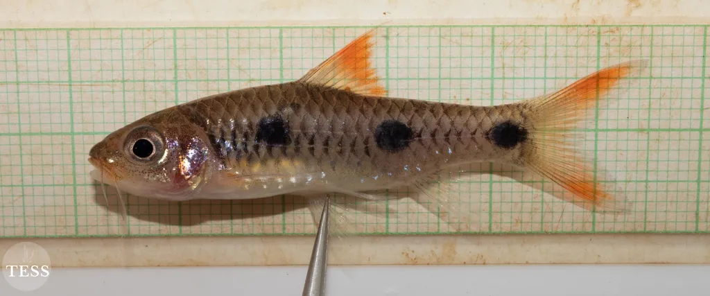 Enteromius traorei