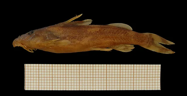 Chiloglanis elisabethianus