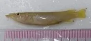 Nomorhamphus philippinus