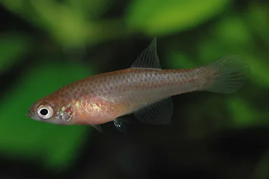 Maratecoara lacortei