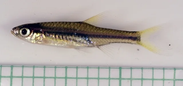 Copperstripe rasbora (Rasbora leptosoma)