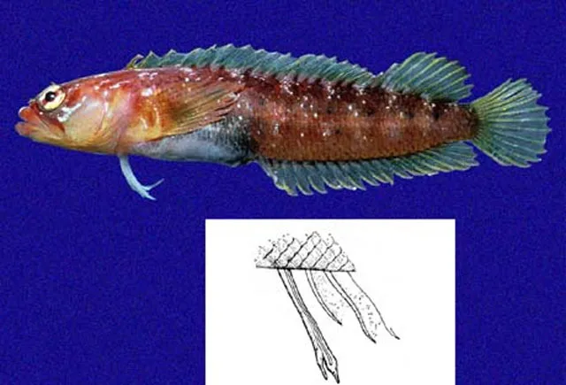 Galapagos blenny (Starksia galapagensis)