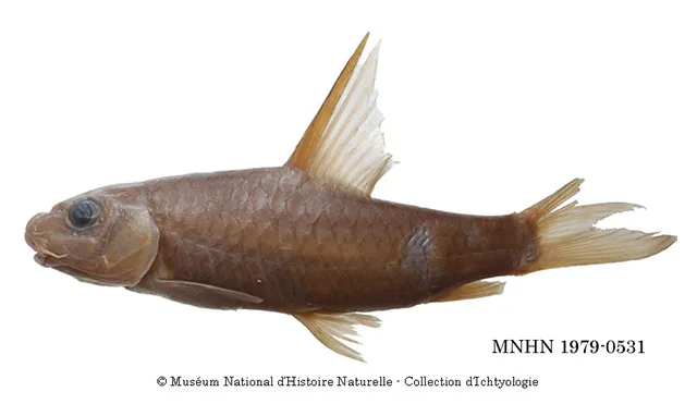 Labeobarbus brevispinis