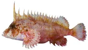 Polka dot waspfish (Ocosia zaspilota)