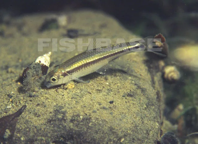 Pygmy Shiner (Notropis tropicus)