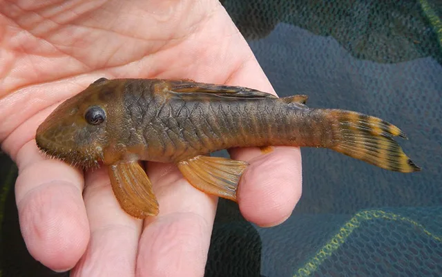 Coppename Catfish (Pseudancistrus kwinti)