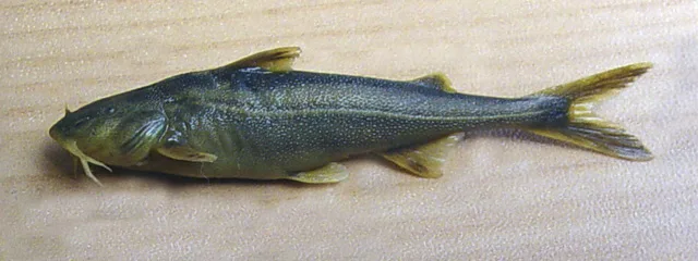 Conta catfish (Conta conta)