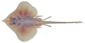 Ghost skate (Notoraja hirticauda)