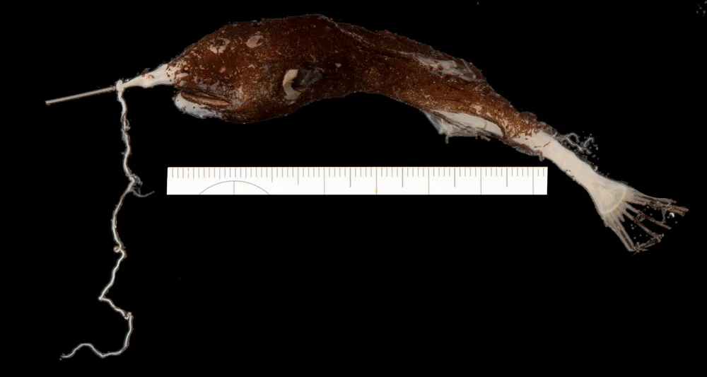 Gigantactis ios
