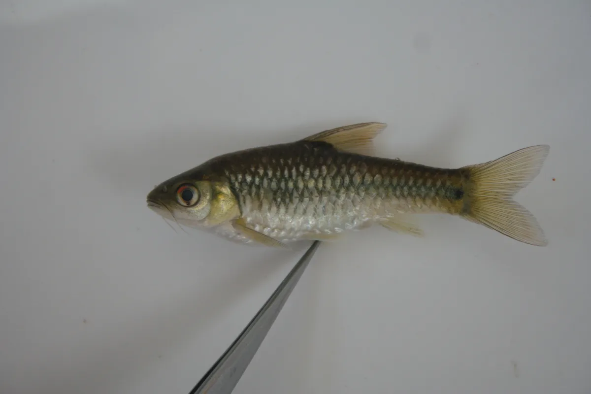 Gillbar barb (Enteromius kessleri)